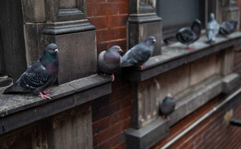 feral-pigeons-on-ledge